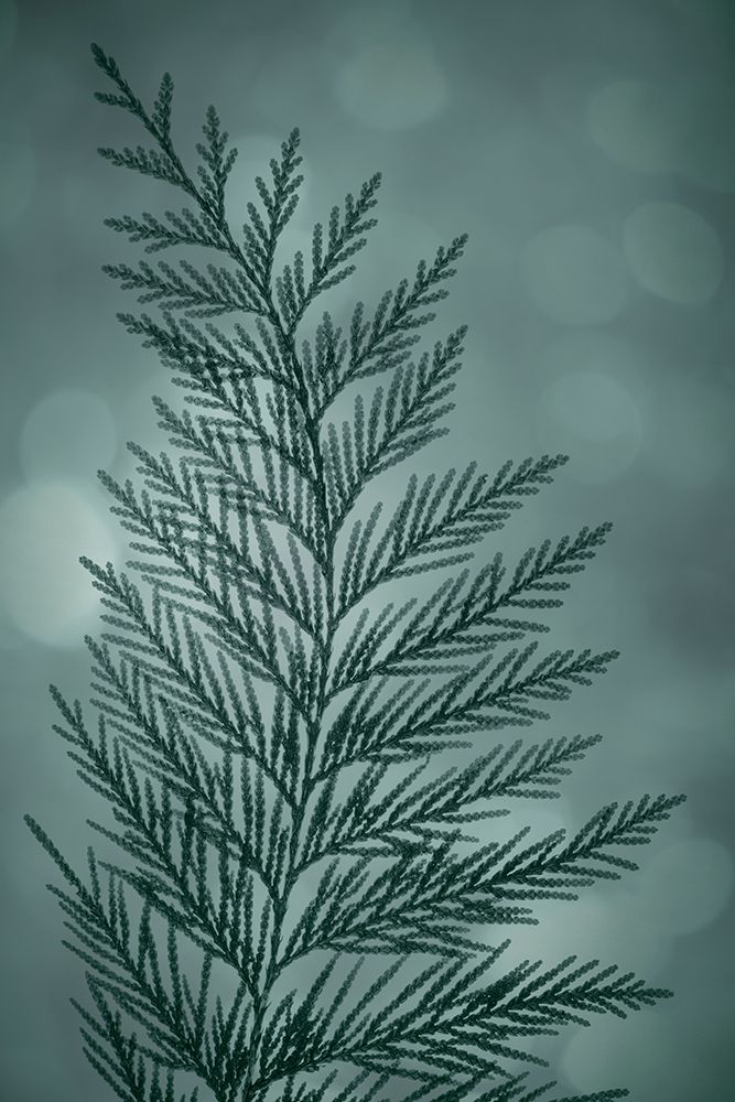 Cedar Bough II art print by Kathy Mahan for $57.95 CAD