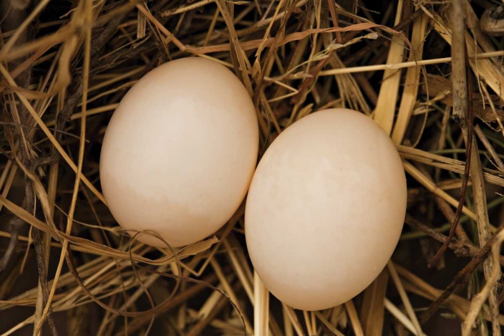 Eggs I art print by Karyn Millet for $57.95 CAD