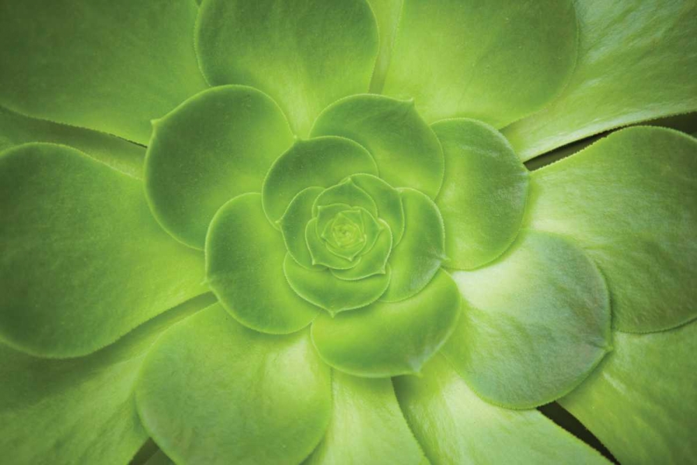 Succulent I art print by Karyn Millet for $57.95 CAD