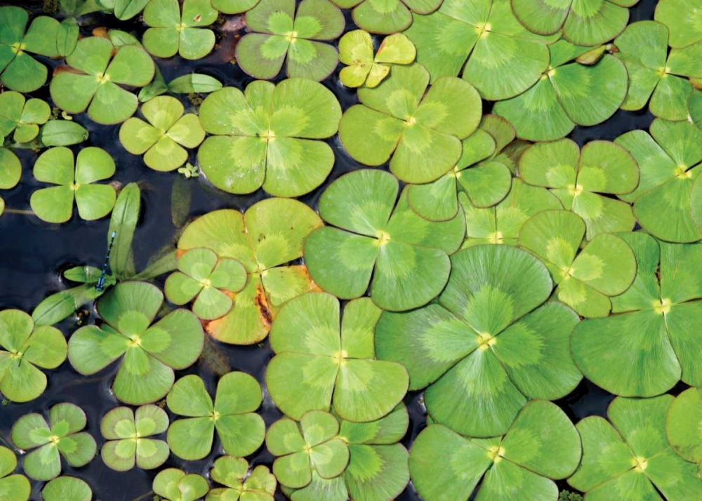 Lily Pads art print by Karyn Millet for $57.95 CAD