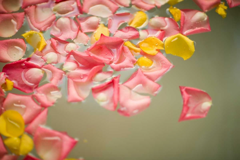 Rose Petals art print by Karyn Millet for $57.95 CAD
