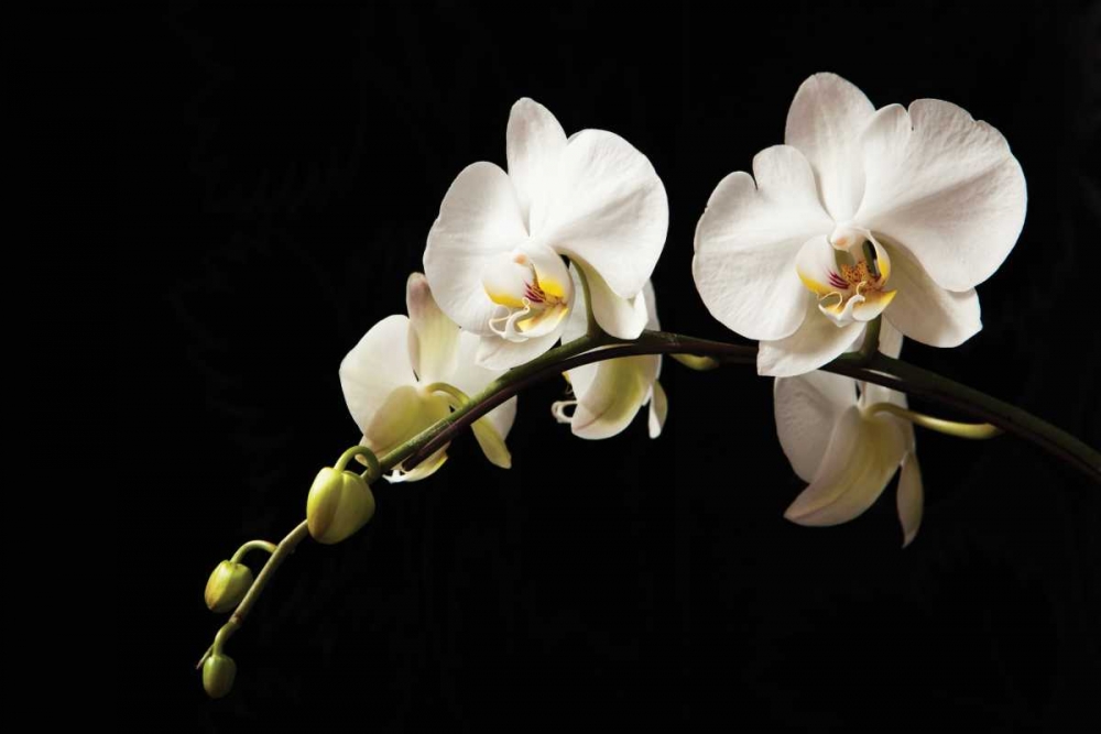 Orchid on Black art print by Karyn Millet for $57.95 CAD