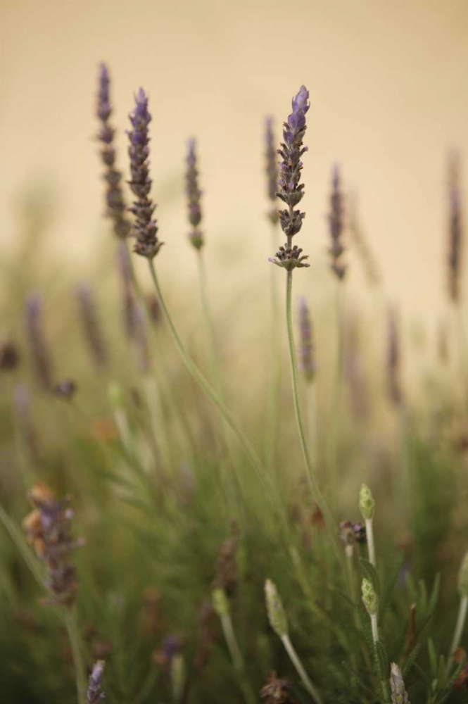 Lavender I art print by Karyn Millet for $57.95 CAD