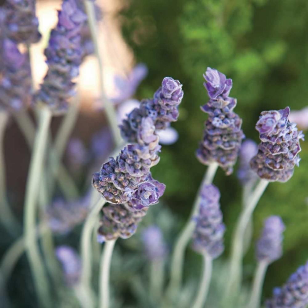 Lavender II art print by Karyn Millet for $57.95 CAD
