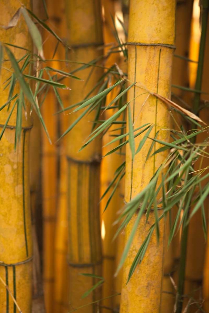 Bamboo II art print by Karyn Millet for $57.95 CAD