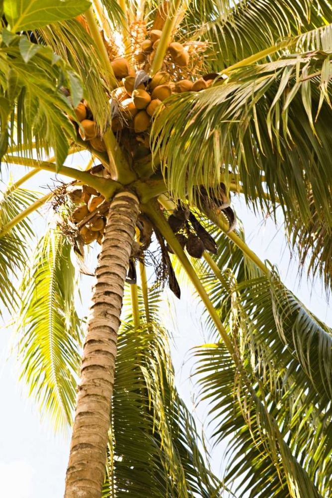 Beach Palm I art print by Karyn Millet for $57.95 CAD
