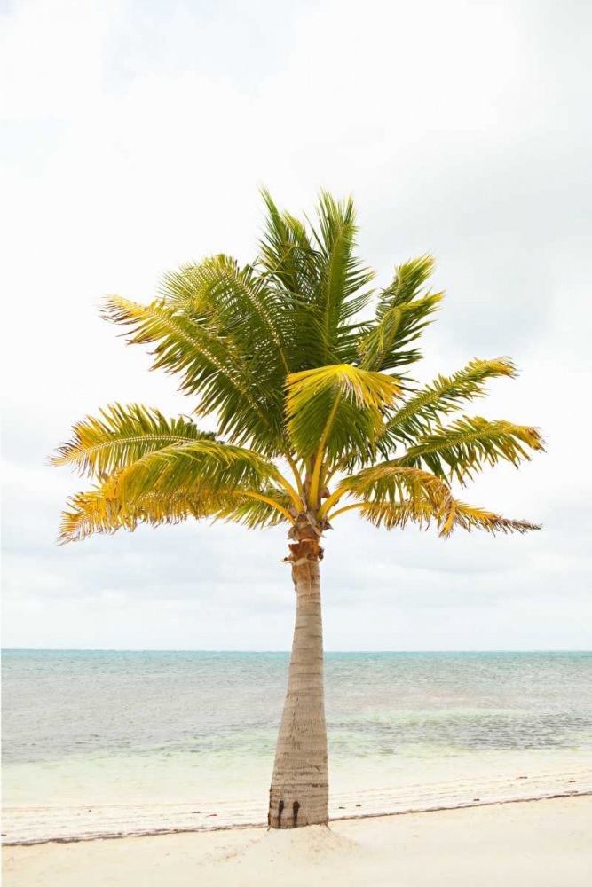 Beach Palm II art print by Karyn Millet for $57.95 CAD