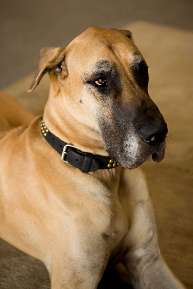 Great Dane art print by Karyn Millet for $57.95 CAD