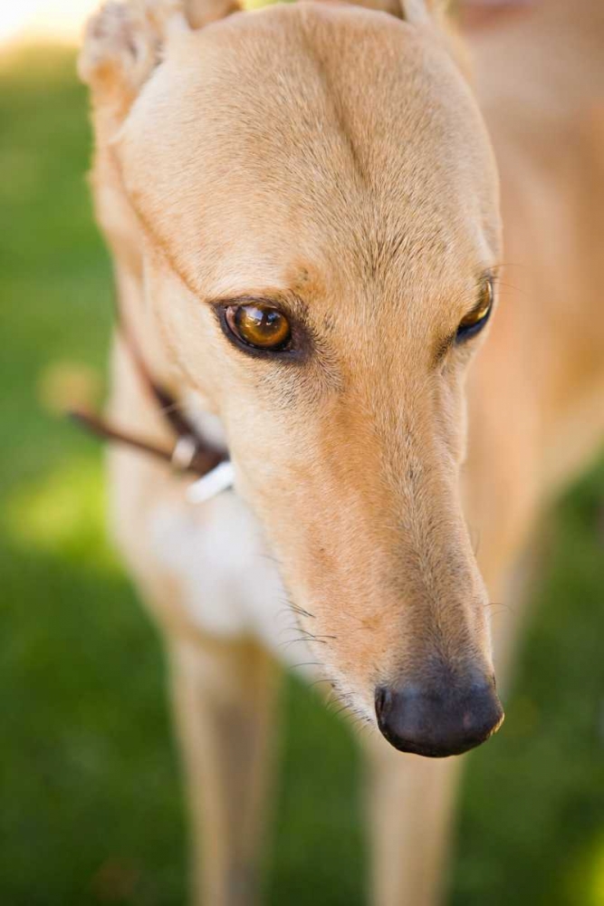 Greyhound art print by Karyn Millet for $57.95 CAD