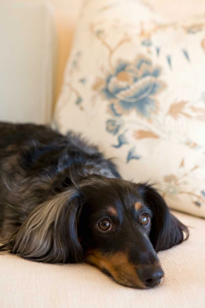 Dachshund art print by Karyn Millet for $57.95 CAD