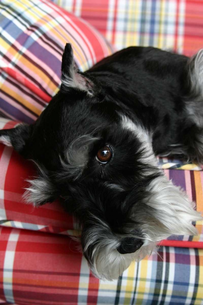 Schnauzer art print by Karyn Millet for $57.95 CAD