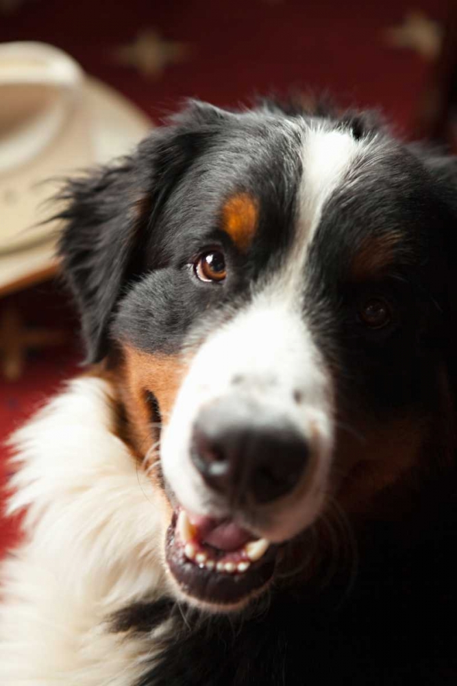 Ranch Dog art print by Karyn Millet for $57.95 CAD