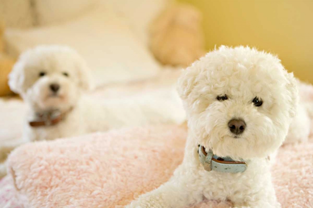 Bichons art print by Karyn Millet for $57.95 CAD
