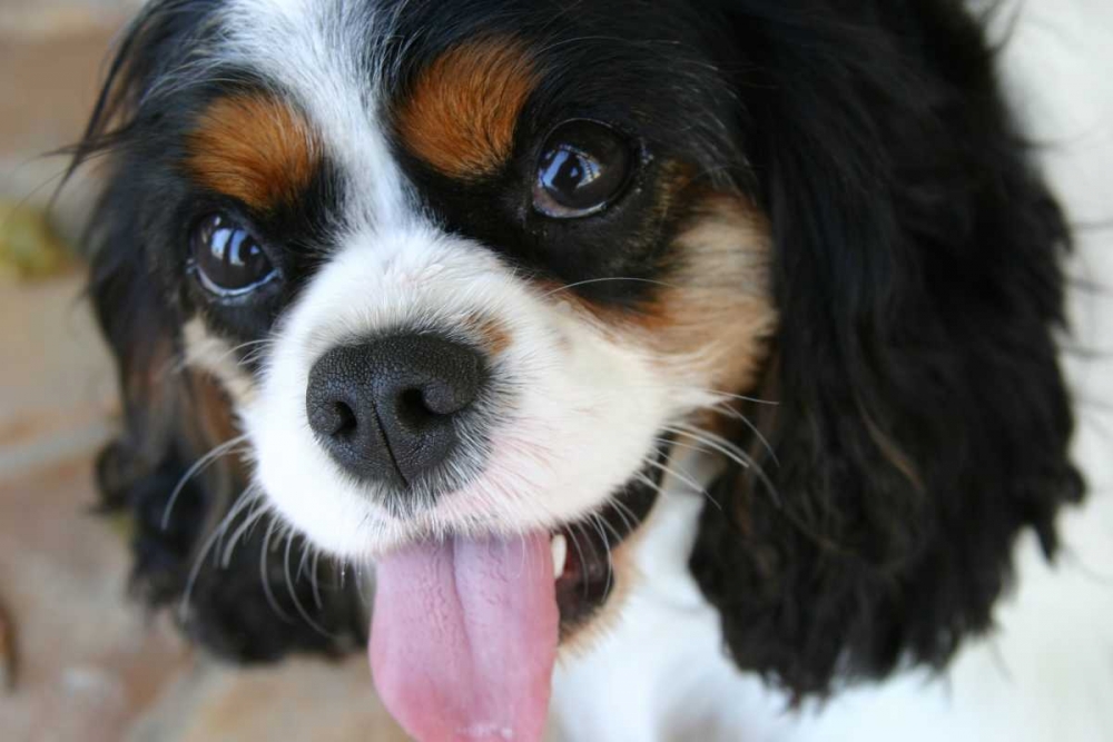 King Charles Spaniel art print by Karyn Millet for $57.95 CAD