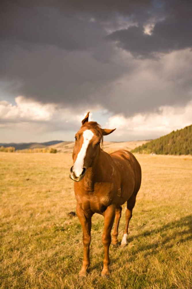 Out in the Pasture I art print by Karyn Millet for $57.95 CAD
