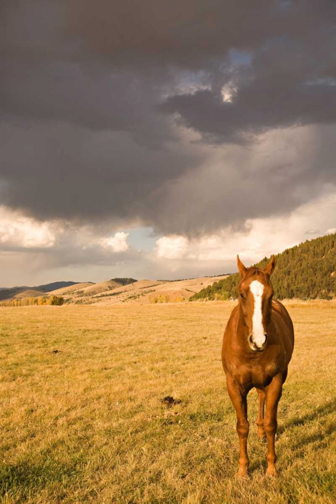 Out in the Pasture II art print by Karyn Millet for $57.95 CAD