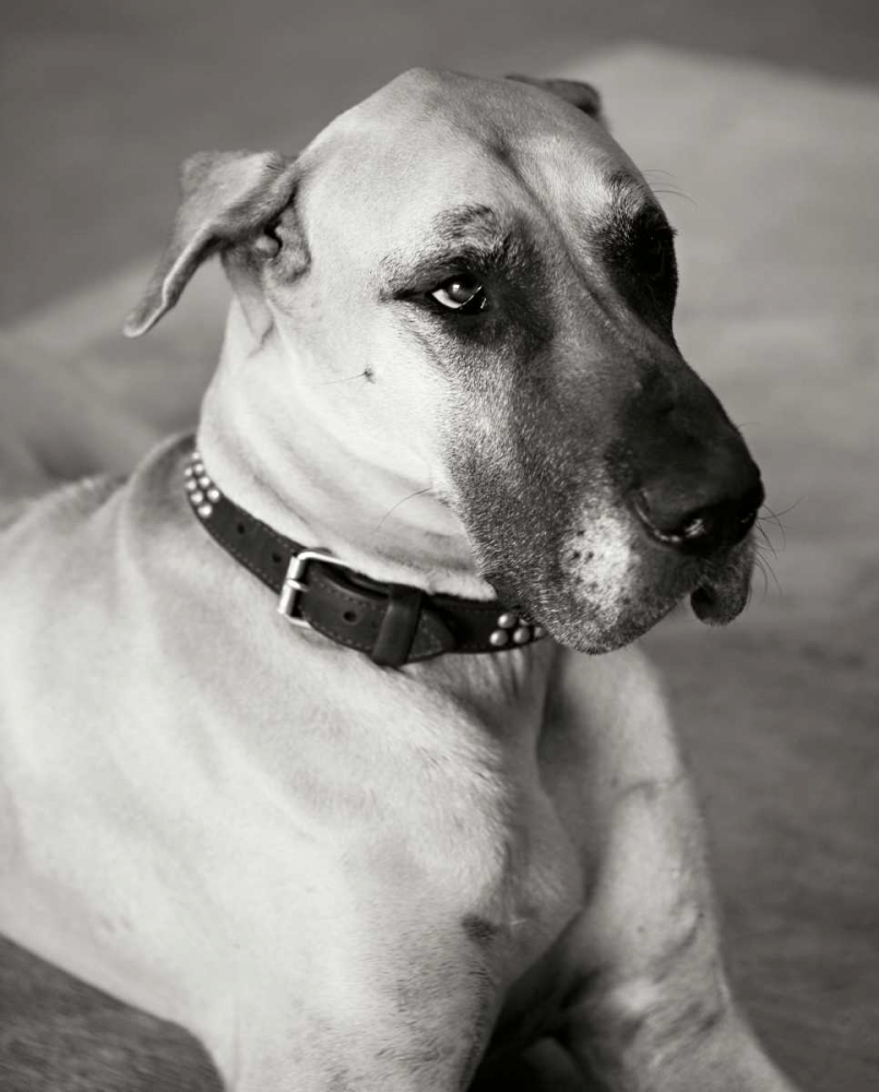 Great Dane art print by Karyn Millet for $57.95 CAD
