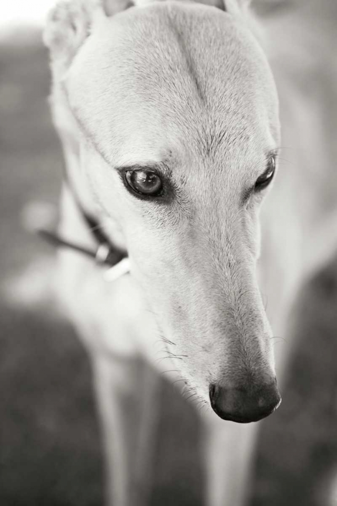 Greyhound art print by Karyn Millet for $57.95 CAD