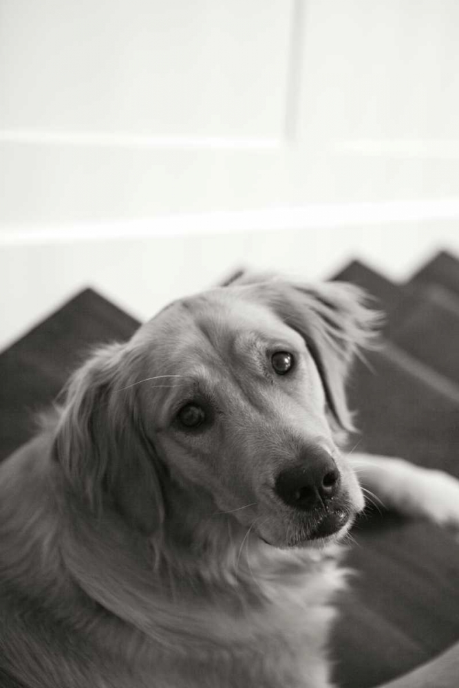 Goldie I art print by Karyn Millet for $57.95 CAD