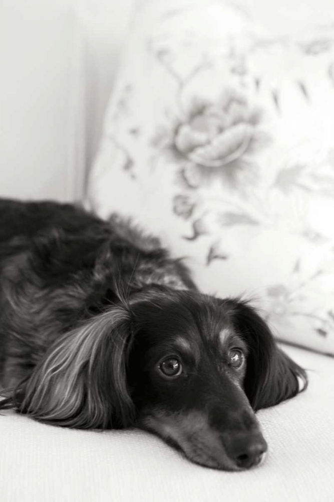 Dachshund art print by Karyn Millet for $57.95 CAD