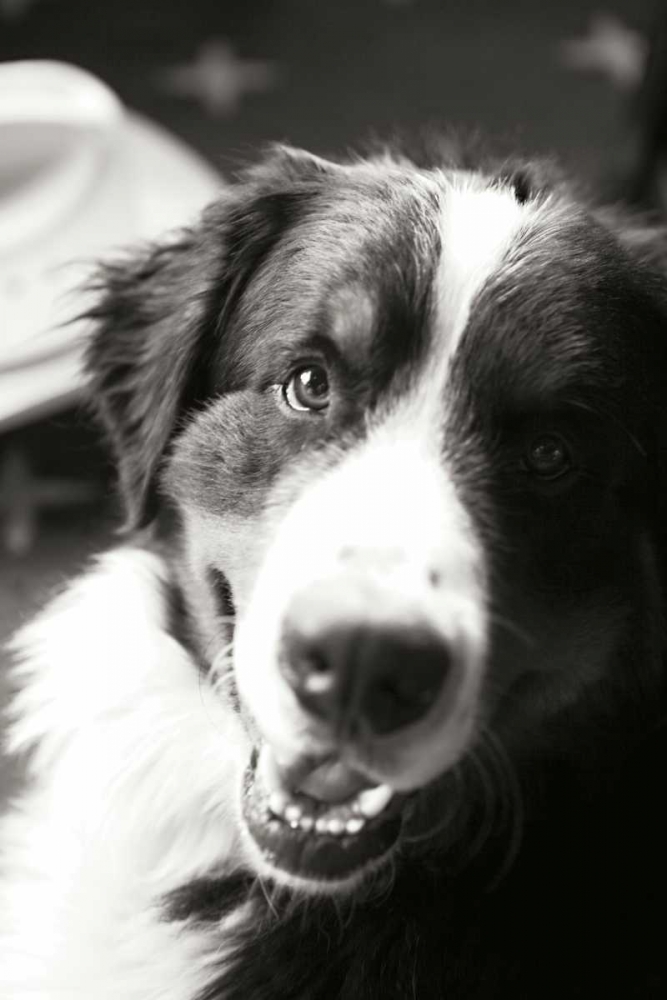 Ranch Dog art print by Karyn Millet for $57.95 CAD