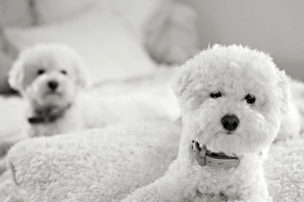 Bichons art print by Karyn Millet for $57.95 CAD