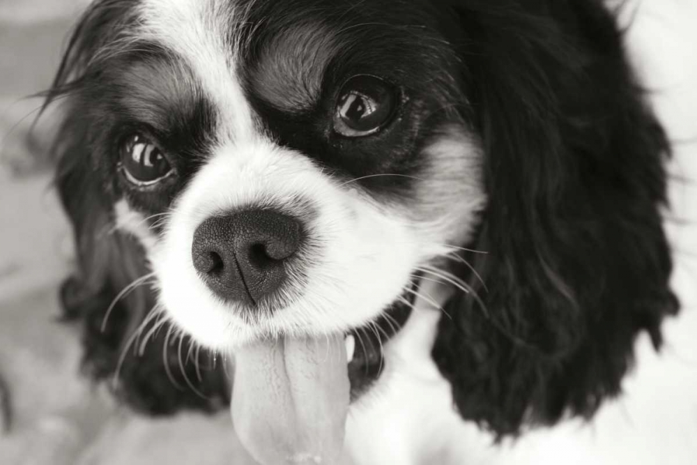 King Charles Spaniel art print by Karyn Millet for $57.95 CAD