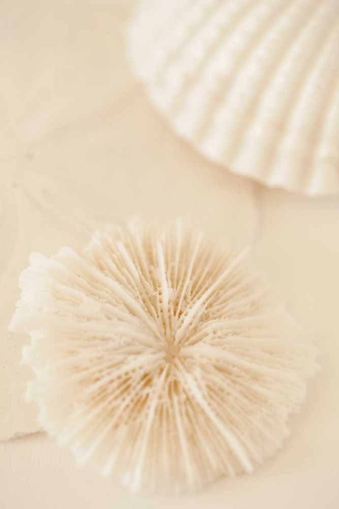 Ocean Treasures I art print by Karyn Millet for $57.95 CAD