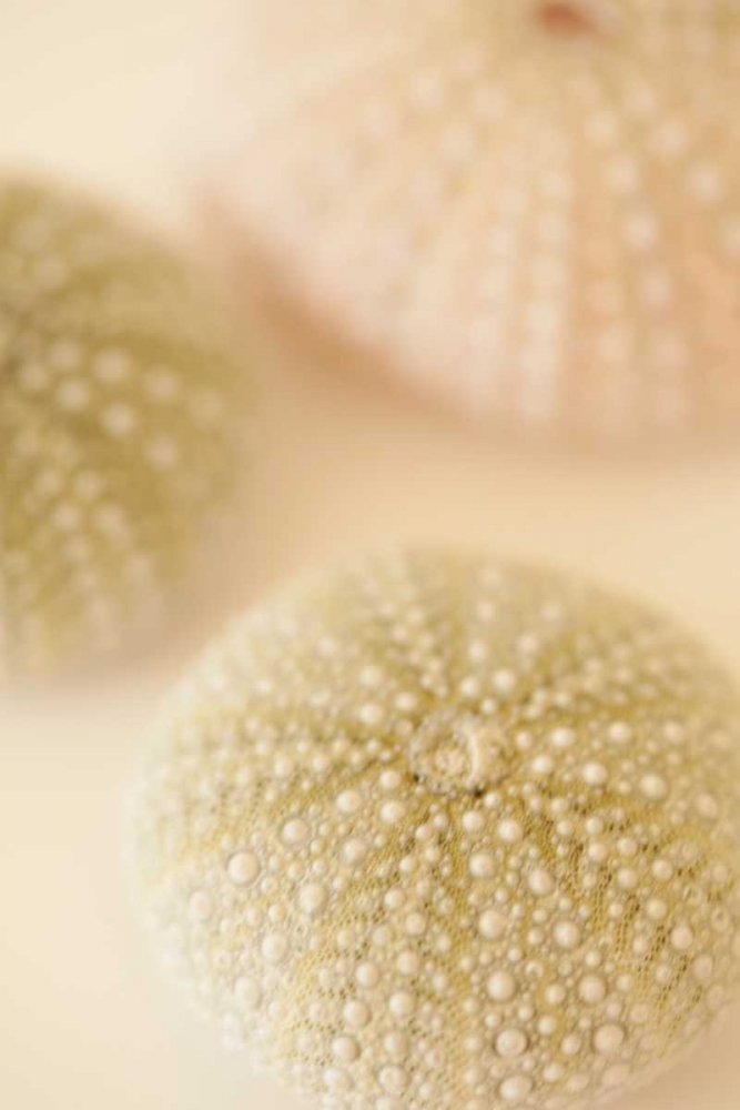 Ocean Treasures III art print by Karyn Millet for $57.95 CAD