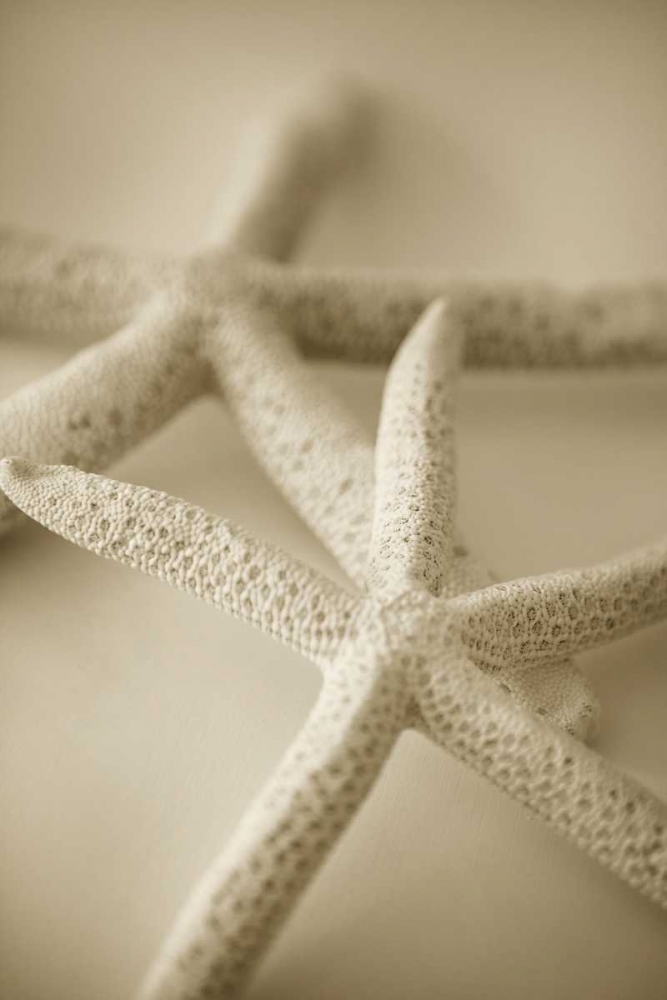 Ocean Treasures V art print by Karyn Millet for $57.95 CAD
