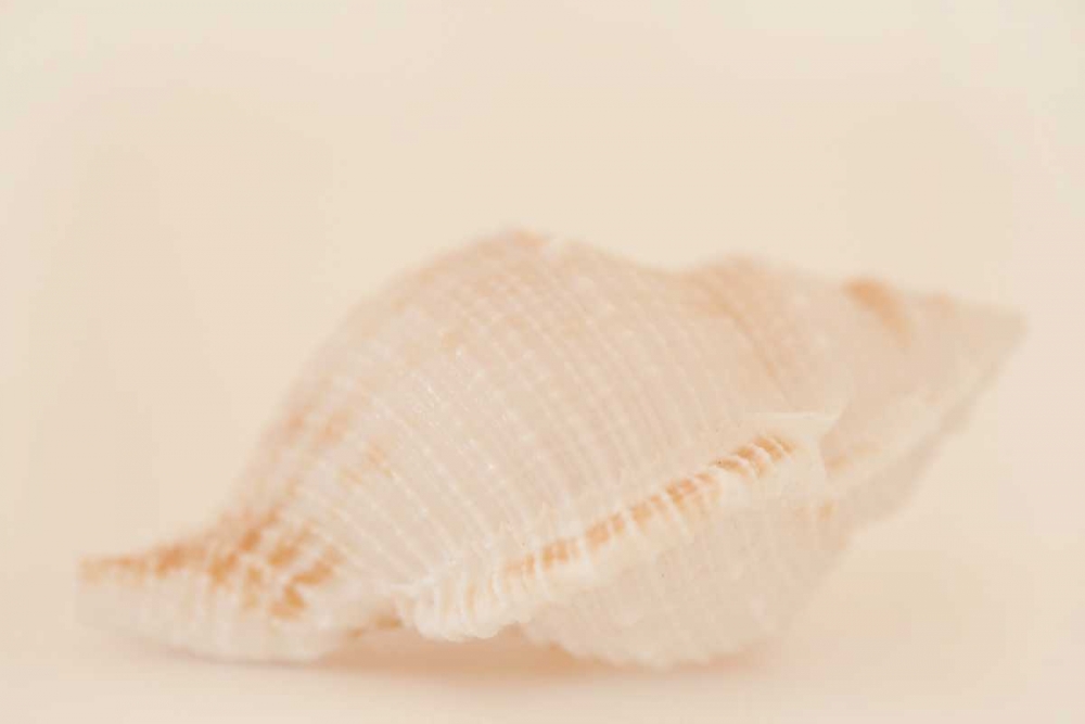 Ocean Treasures VIII art print by Karyn Millet for $57.95 CAD