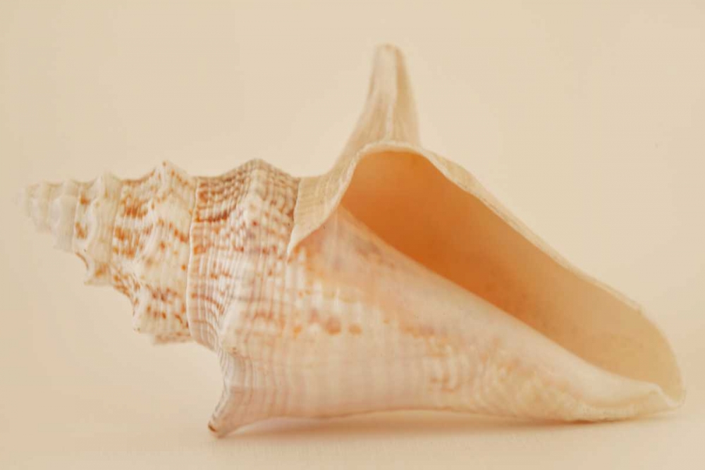 Ocean Treasures IX art print by Karyn Millet for $57.95 CAD