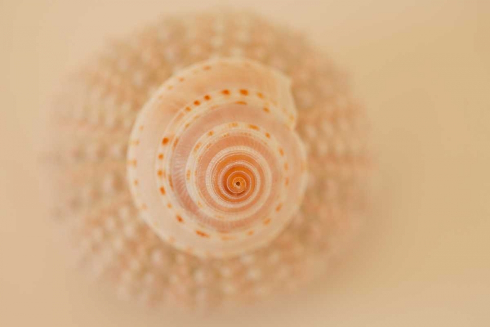 Ocean Treasures XI art print by Karyn Millet for $57.95 CAD