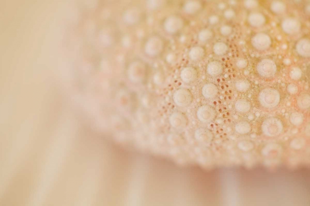 Ocean Treasures XV art print by Karyn Millet for $57.95 CAD