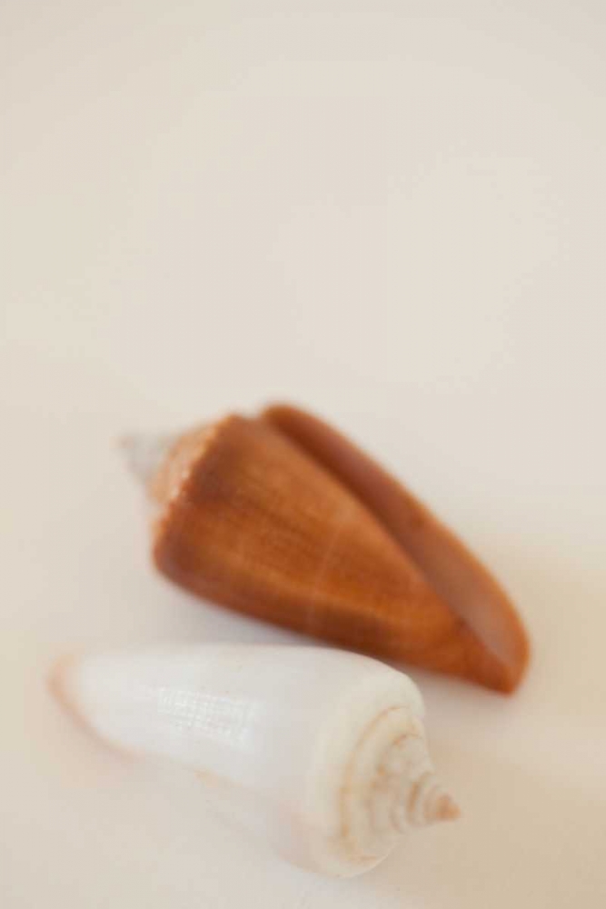 Shell by Shell I art print by Karyn Millet for $57.95 CAD