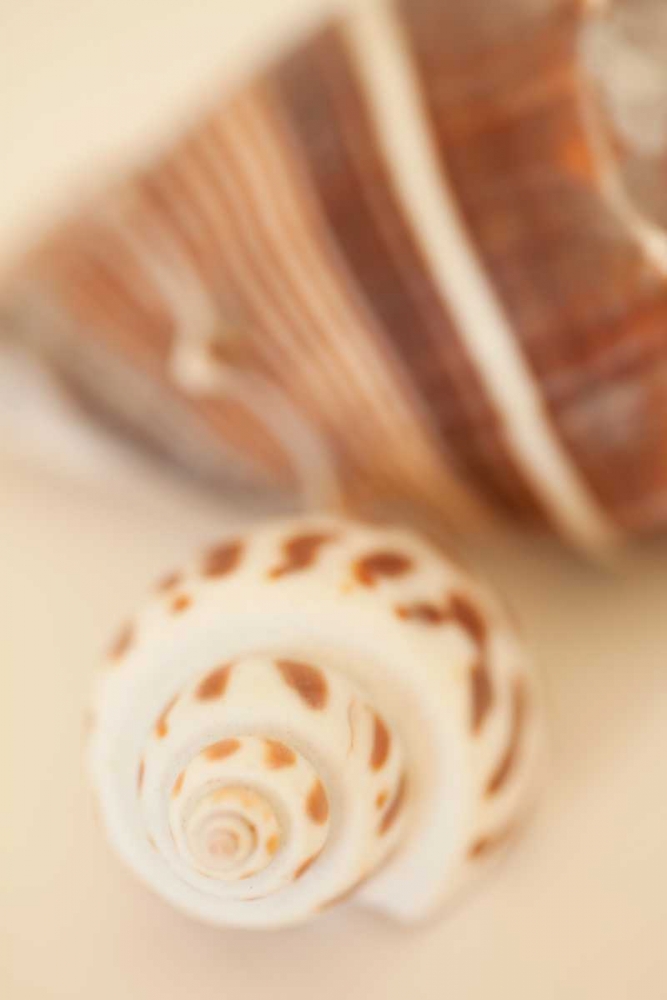 Shell by Shell III art print by Karyn Millet for $57.95 CAD