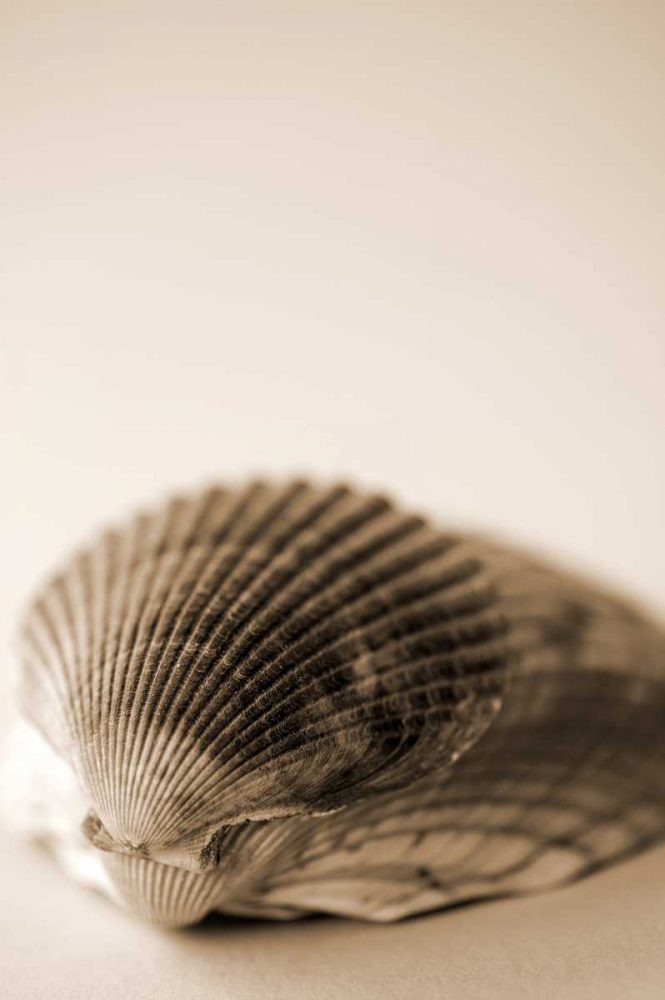 Shell Symmetry I art print by Karyn Millet for $57.95 CAD