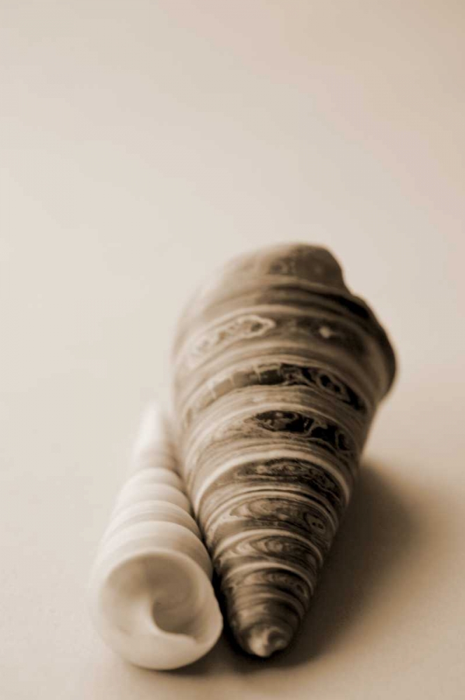 Shell Symmetry II art print by Karyn Millet for $57.95 CAD