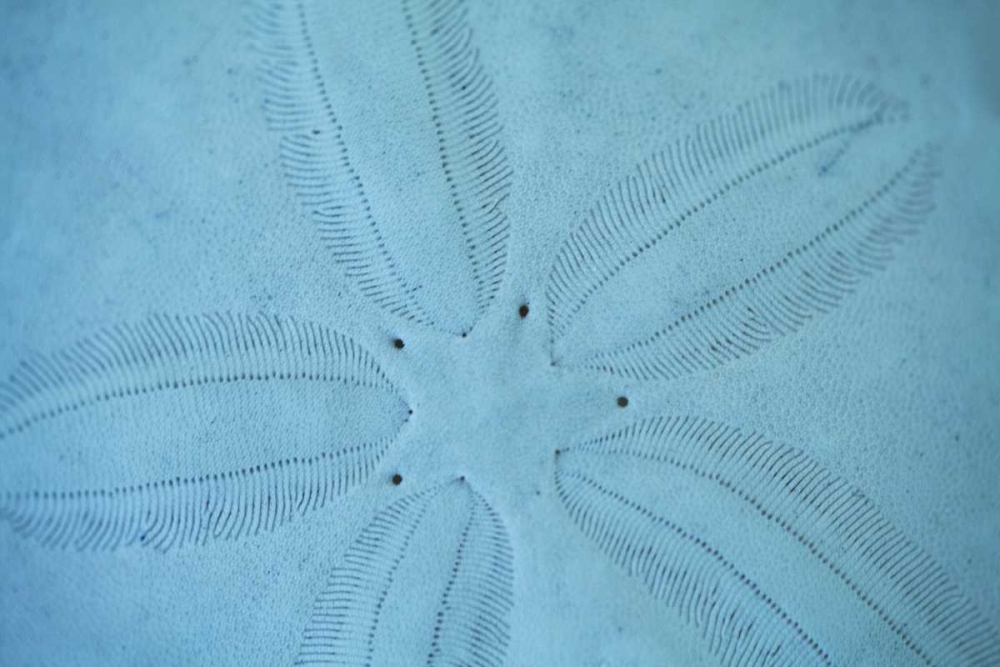 Sand Dollar I art print by Karyn Millet for $57.95 CAD