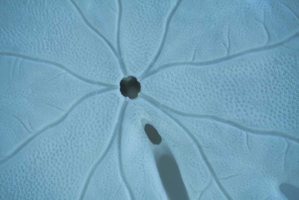 Sand Dollar II art print by Karyn Millet for $57.95 CAD