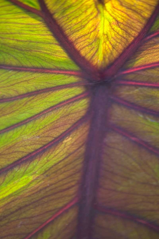Sun in the Leaves I art print by Karyn Millet for $57.95 CAD
