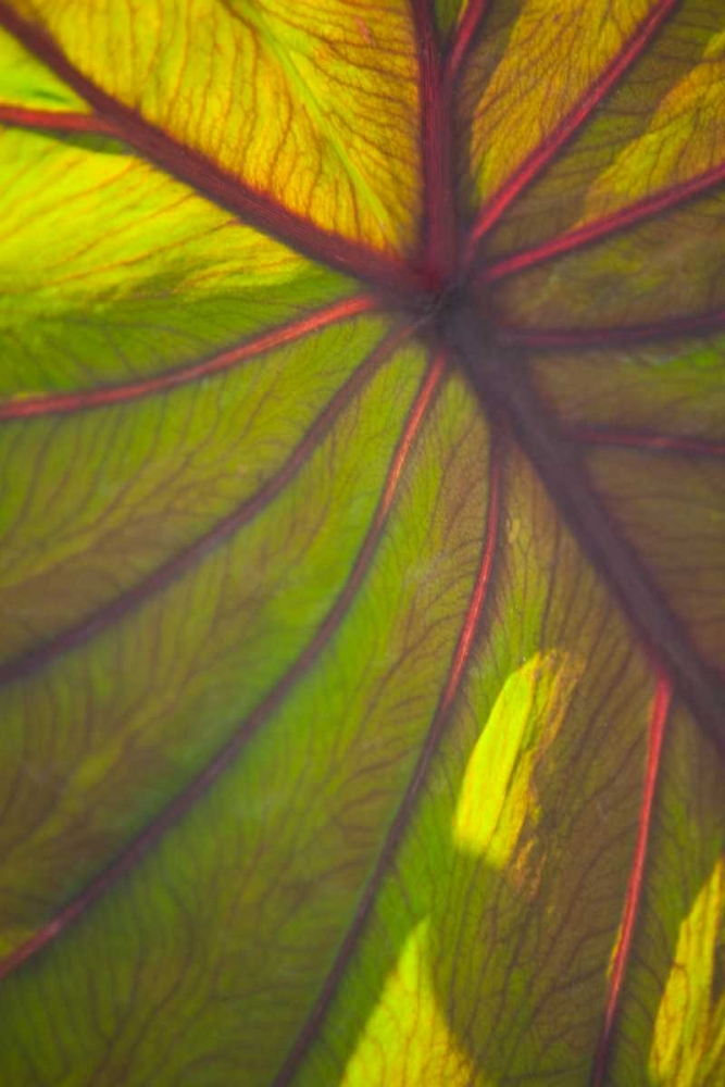 Sun in the Leaves II art print by Karyn Millet for $57.95 CAD