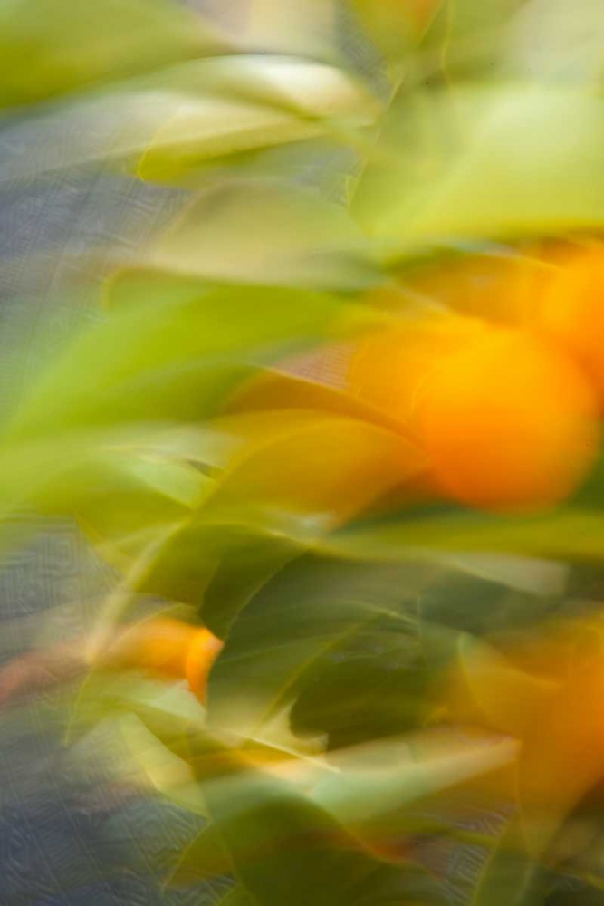 Abstract Vision II art print by Karyn Millet for $57.95 CAD