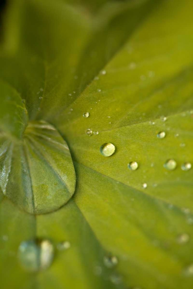 Tropical Leaves I art print by Karyn Millet for $57.95 CAD
