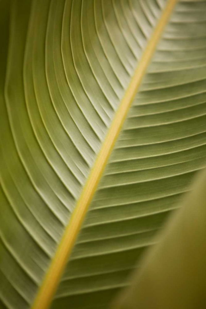 Tropical Leaves II art print by Karyn Millet for $57.95 CAD