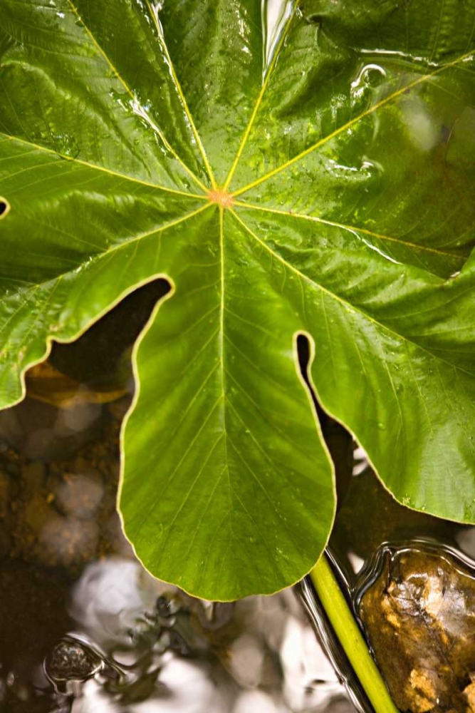 Tropical Leaves IV art print by Karyn Millet for $57.95 CAD