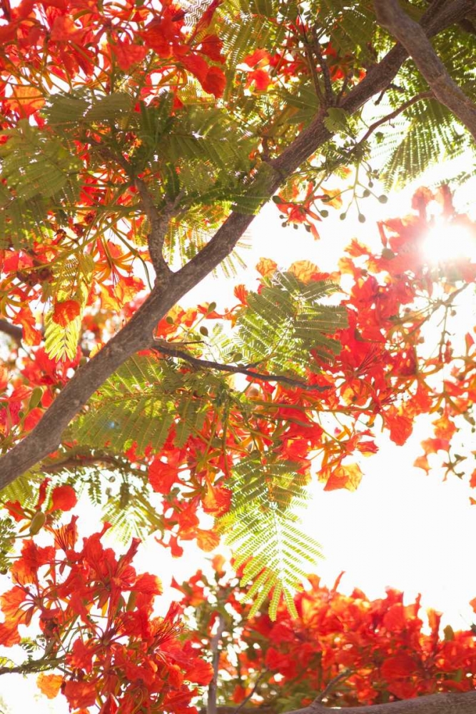 In the Trees II art print by Karyn Millet for $57.95 CAD