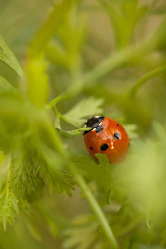 Lady Bug I art print by Karyn Millet for $57.95 CAD