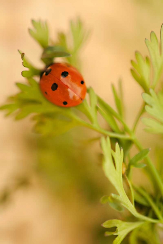 Lady Bug II art print by Karyn Millet for $57.95 CAD