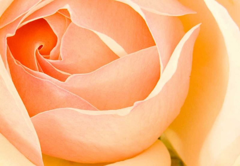 In Full Bloom I art print by Karyn Millet for $57.95 CAD